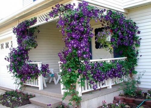 Многолетние вьющиеся растения для арки. Разновидности вьющихся многолетников