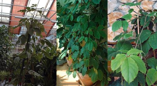 Лучшие декоративные лианы для дизайна сада. Лианы для сада — необычное оформление и красивый дизайн из множество разных видов! 26 Лучшие декоративные лианы для дизайна сада. Лианы для сада — необычное оформление и красивый дизайн из множество разных видов! 26