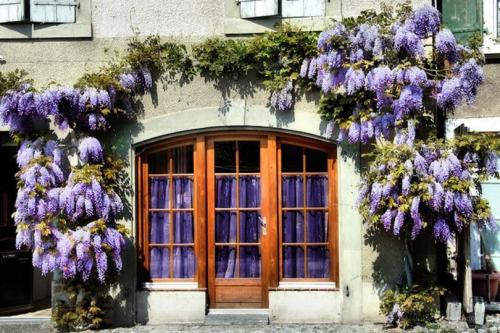 Лучшие декоративные лианы для дизайна сада. Лианы для сада — необычное оформление и красивый дизайн из множество разных видов!