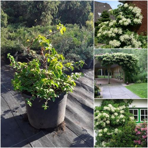 Лучшие декоративные лианы для дизайна сада. Лианы для сада — необычное оформление и красивый дизайн из множество разных видов!