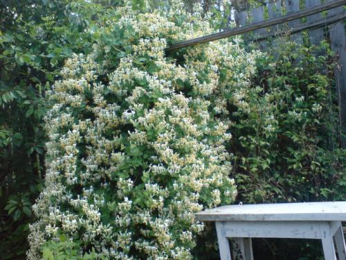 Многолетние вьющиеся растения для арки. Разновидности вьющихся многолетников