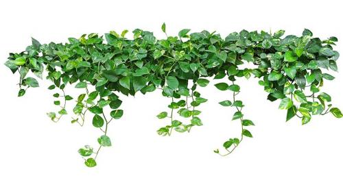 Лучшие декоративные лианы для дизайна сада. Лианы для сада — необычное оформление и красивый дизайн из множество разных видов! 27 Лучшие декоративные лианы для дизайна сада. Лианы для сада — необычное оформление и красивый дизайн из множество разных видов! 27