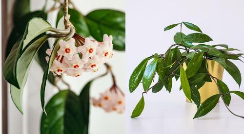 Лучшие декоративные лианы для дизайна сада. Лианы для сада — необычное оформление и красивый дизайн из множество разных видов! 28 Лучшие декоративные лианы для дизайна сада. Лианы для сада — необычное оформление и красивый дизайн из множество разных видов! 28