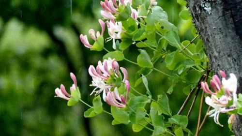 Лучшие декоративные лианы для дизайна сада. Лианы для сада — необычное оформление и красивый дизайн из множество разных видов!