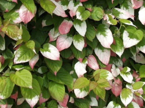 Многолетние вьющиеся растения для арки. Разновидности вьющихся многолетников