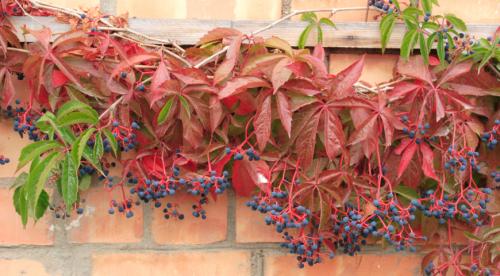 Быстрорастущие лианы для сада. Топ лучших многолетних лиан для оформления садового участка