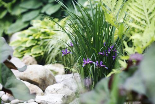 Какие лианы можно высадить во влажном и тенистом месте. Растения для влажной тени