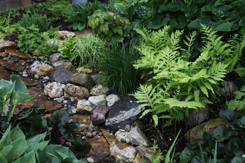 Какие лианы можно высадить во влажном и тенистом месте. Растения для влажной тени