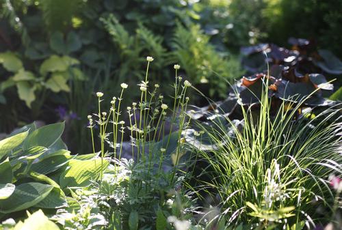 Какие лианы можно высадить во влажном и тенистом месте. Растения для влажной тени