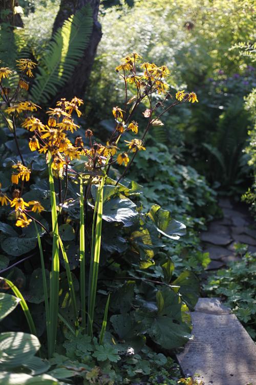 Какие лианы можно высадить во влажном и тенистом месте. Растения для влажной тени