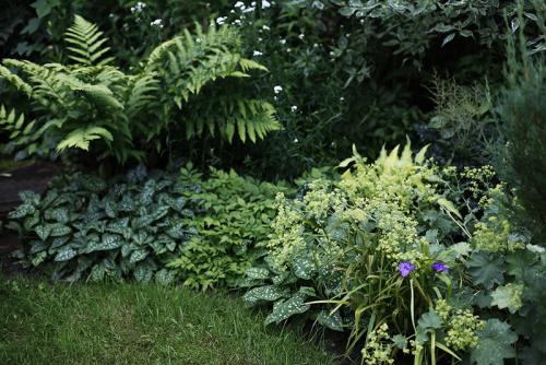 Какие лианы можно высадить во влажном и тенистом месте. Растения для влажной тени