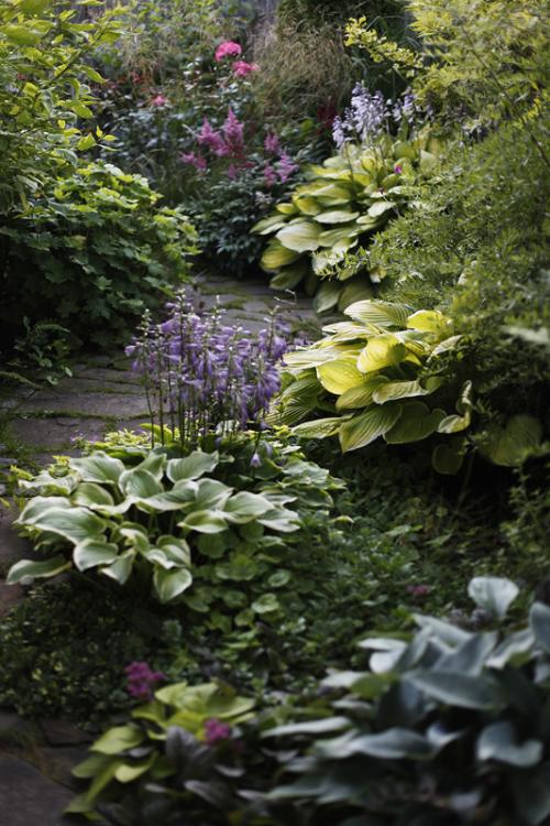 Какие лианы можно высадить во влажном и тенистом месте. Растения для влажной тени