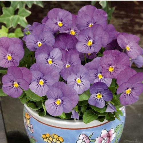 Анютины глазки многолетние. Анютины глазки: 10 видов, описание процесса выращивания из семян в открытом грунте и рассады домашних условиях, использование цветов (60+ Фото  Видео) +Отзывы