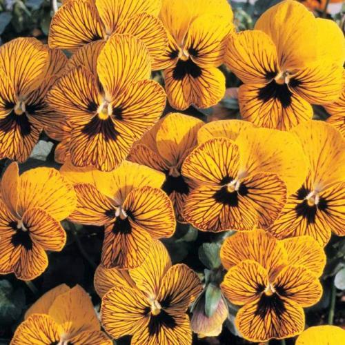 Анютины глазки многолетние. Анютины глазки: 10 видов, описание процесса выращивания из семян в открытом грунте и рассады домашних условиях, использование цветов (60+ Фото  Видео) +Отзывы