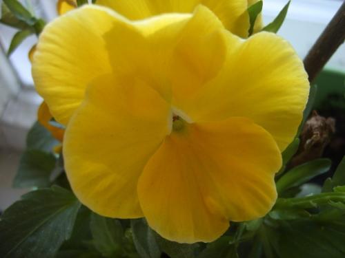 Анютины глазки многолетние. Анютины глазки: 10 видов, описание процесса выращивания из семян в открытом грунте и рассады домашних условиях, использование цветов (60+ Фото  Видео) +Отзывы