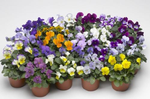 Анютины глазки многолетние. Анютины глазки: 10 видов, описание процесса выращивания из семян в открытом грунте и рассады домашних условиях, использование цветов (60+ Фото  Видео) +Отзывы