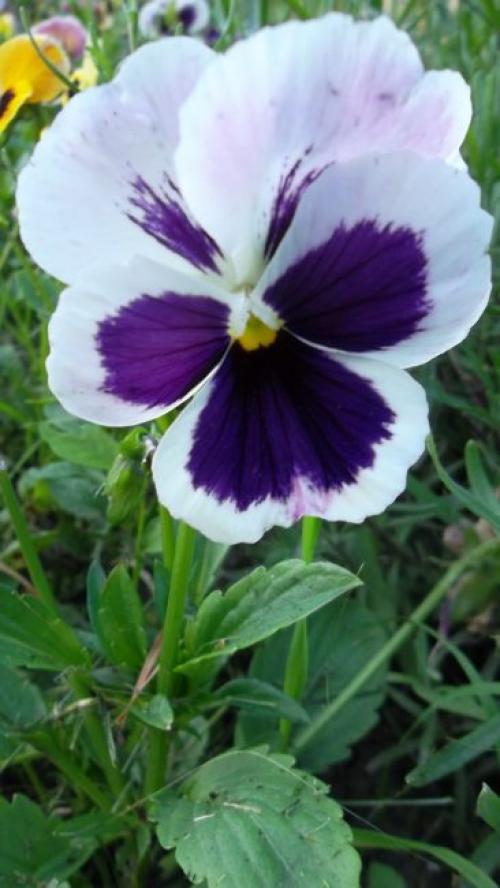 Анютины глазки многолетние. Анютины глазки: 10 видов, описание процесса выращивания из семян в открытом грунте и рассады домашних условиях, использование цветов (60+ Фото  Видео) +Отзывы