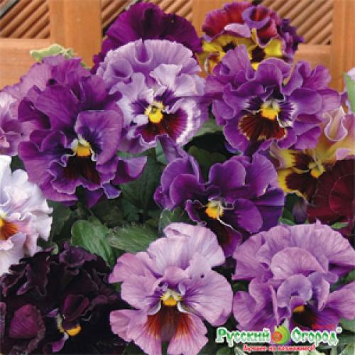 Анютины глазки на балконе. Как вырастить анютины глазки в домашних условиях 02