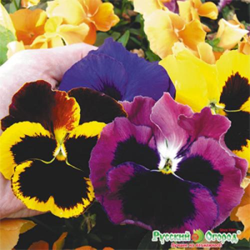 Анютины глазки на балконе. Как вырастить анютины глазки в домашних условиях 03