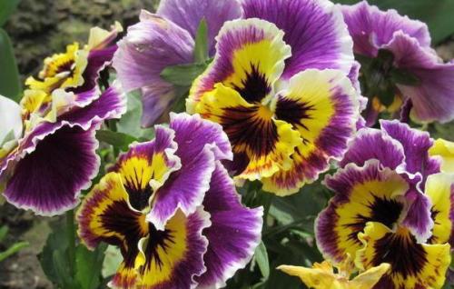 Виола -- посадка и уход. Правильная посадка и уход за виолой в открытом грунте