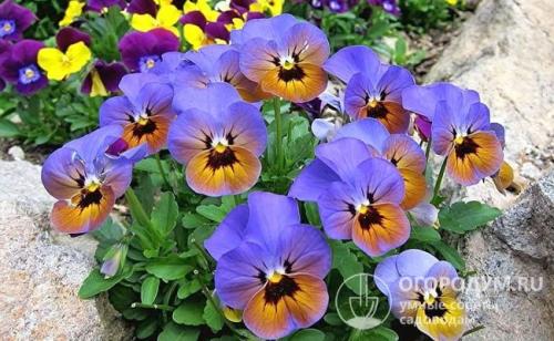 Как вырастить виолу из семян в домашних условиях. Ботаническая справка