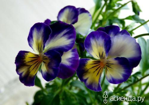 Виола в горшке. «Анютины глазки» - комнатный цветок