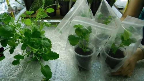 Виола -- посадка и уход. Правильная посадка и уход за виолой в открытом грунте