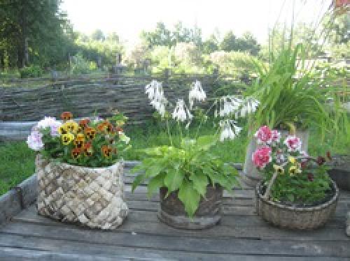 Виола в горшке. «Анютины глазки» - комнатный цветок