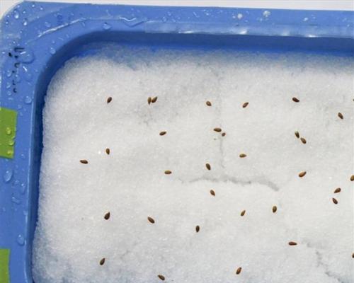 Выращивание виолы на продажу. Выращивание виолы из семян в домашних условиях