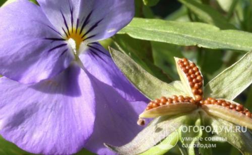 Как вырастить виолу из семян в домашних условиях. Ботаническая справка