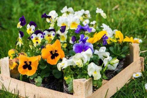 Виола -- посадка и уход. Правильная посадка и уход за виолой в открытом грунте