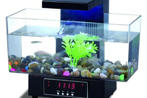 Запуск нано аквариума. Мини (нано) аквариум, особенности запуска и подбора рыб