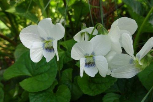 Как красиво посадить виолу. Виола (50 фото): виды, уход и посадка в открытом грунте