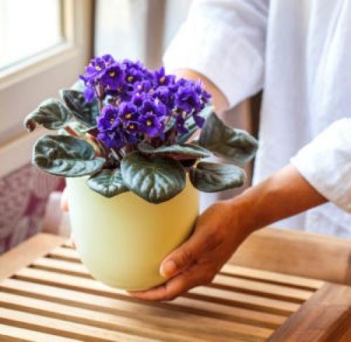 Анютины глазки можно ли держать дома. Можно ли держать дома фиалки — нежное чудо, все приметы