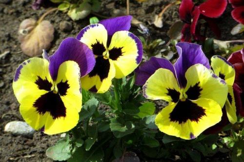 Как красиво посадить виолу. Виола (50 фото): виды, уход и посадка в открытом грунте