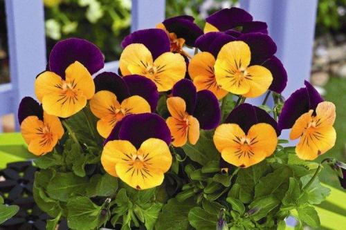 Как красиво посадить виолу. Виола (50 фото): виды, уход и посадка в открытом грунте