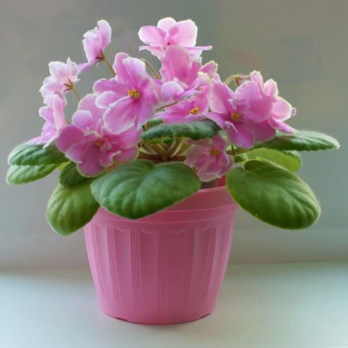 Анютины глазки дома приметы. Энергетика фиалки