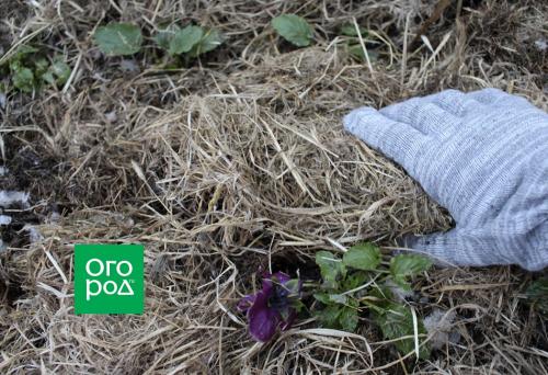 Размер горшка для анютиных. Ботаническая справка 05