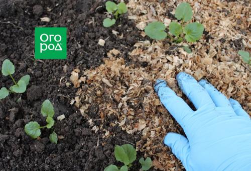 Размер горшка для анютиных. Ботаническая справка 03