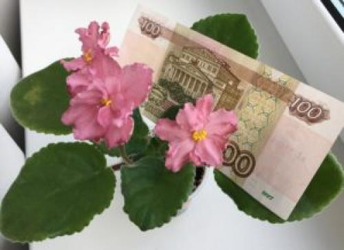 Анютины глазки можно ли держать дома. Можно ли держать дома фиалки — нежное чудо, все приметы