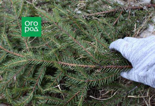 Размер горшка для анютиных. Ботаническая справка 06