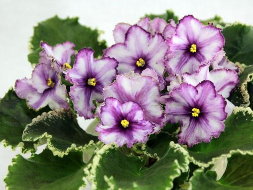 Анютины глазки можно ли держать дома. Можно ли держать дома фиалки — нежное чудо, все приметы