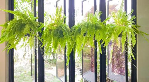 Что можно выращивать на северном балконе. Комнатные растения для северных окон: полный список 02 Что можно выращивать на северном балконе. Комнатные растения для северных окон: полный список 02