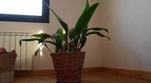 Что можно выращивать на северном балконе. Комнатные растения для северных окон: полный список 04 Что можно выращивать на северном балконе. Комнатные растения для северных окон: полный список 04