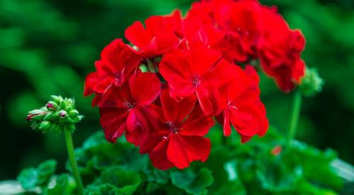 Что можно выращивать на северном балконе. Комнатные растения для северных окон: полный список 01 Что можно выращивать на северном балконе. Комнатные растения для северных окон: полный список 01