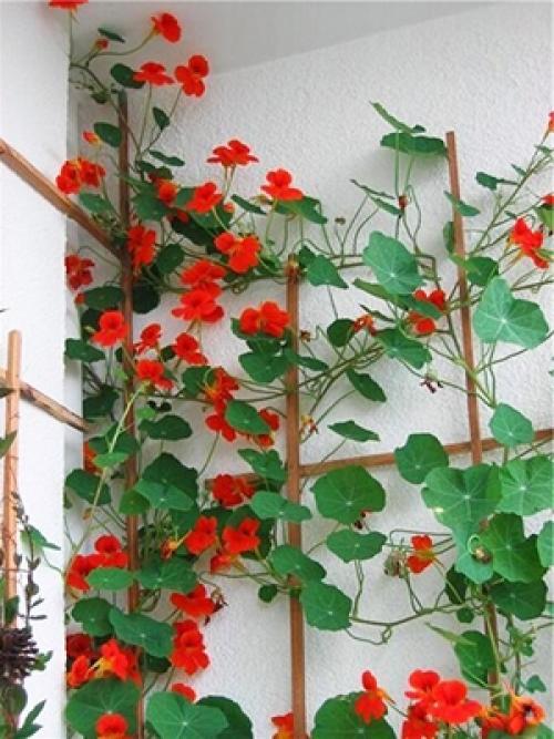 Что можно выращивать на застекленном балконе. Самые неприхотливые цветы для балкона цветущие все лето