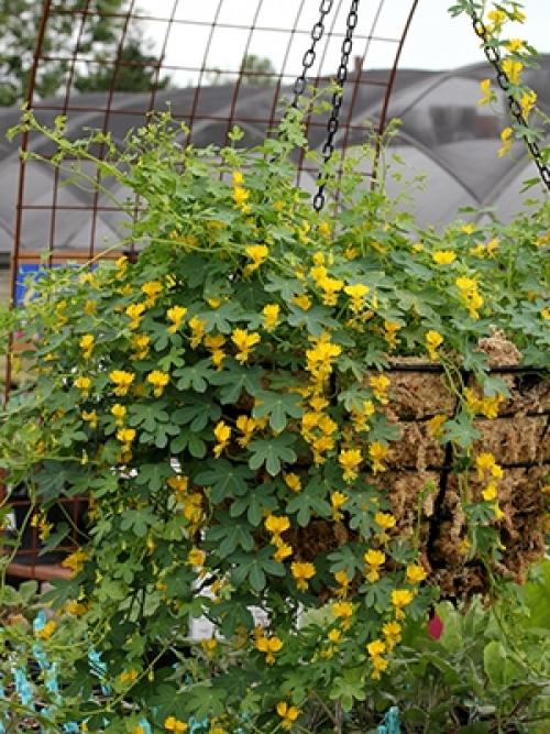 Что можно выращивать на застекленном балконе. Самые неприхотливые цветы для балкона цветущие все лето