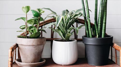 Что можно выращивать на северном балконе. Комнатные растения для северных окон: полный список 05 Что можно выращивать на северном балконе. Комнатные растения для северных окон: полный список 05