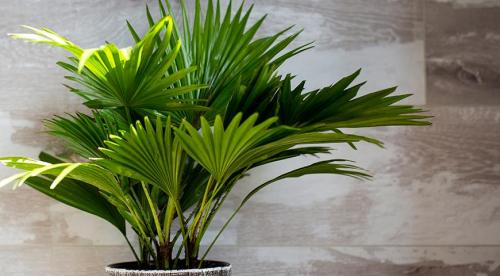 Что можно выращивать на северном балконе. Комнатные растения для северных окон: полный список 03 Что можно выращивать на северном балконе. Комнатные растения для северных окон: полный список 03