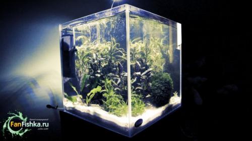 Сомики для нано аквариума. Нано аквариум оформление «Зеленый остров»